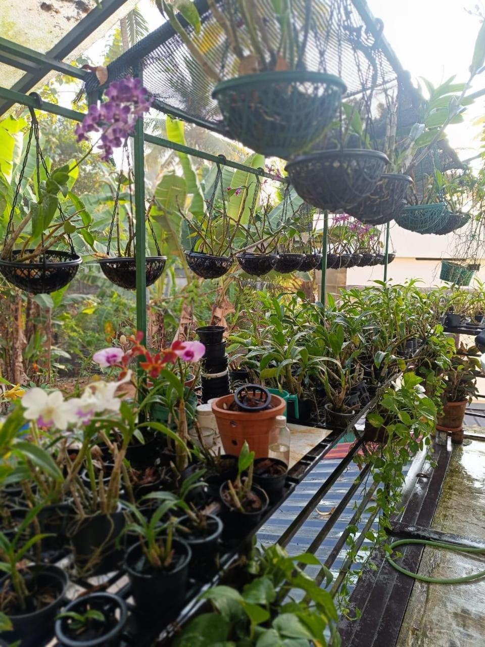 Chaithritha Ladies Homestay 特里凡得琅 外观 照片