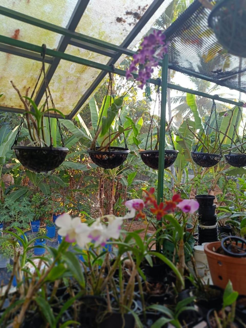 Chaithritha Ladies Homestay 特里凡得琅 外观 照片